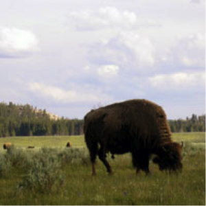 Buffalo Eating Grass