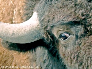 Close Up Photo of Buffalo