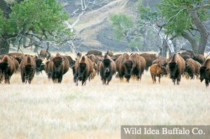 Herd of Bison
