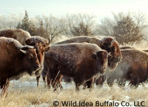 Buffalo in the Winter
