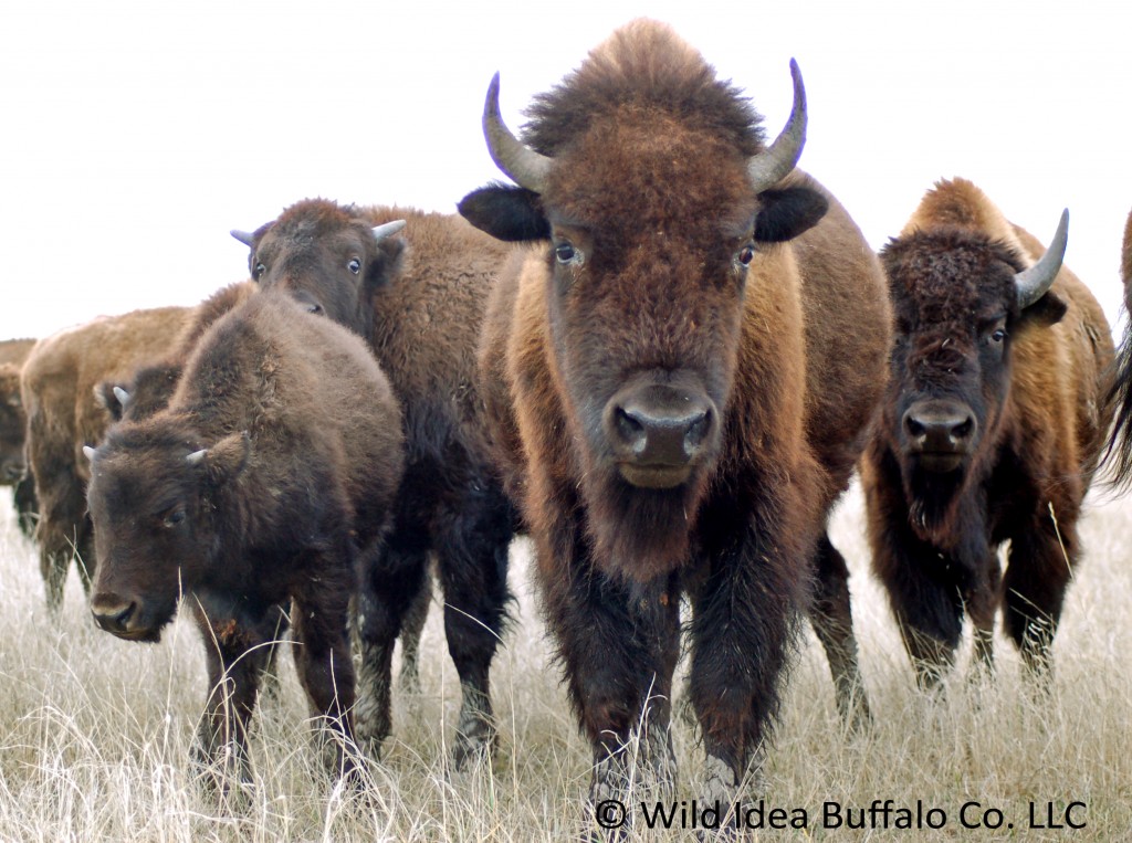 Bison Family