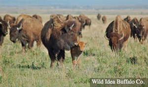 Bison Family