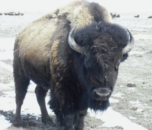 Male Buffalo