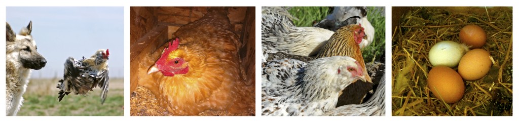 Chicken collage
