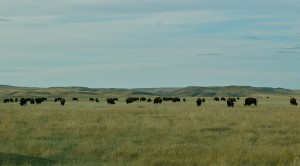 Buffalo fall pasture