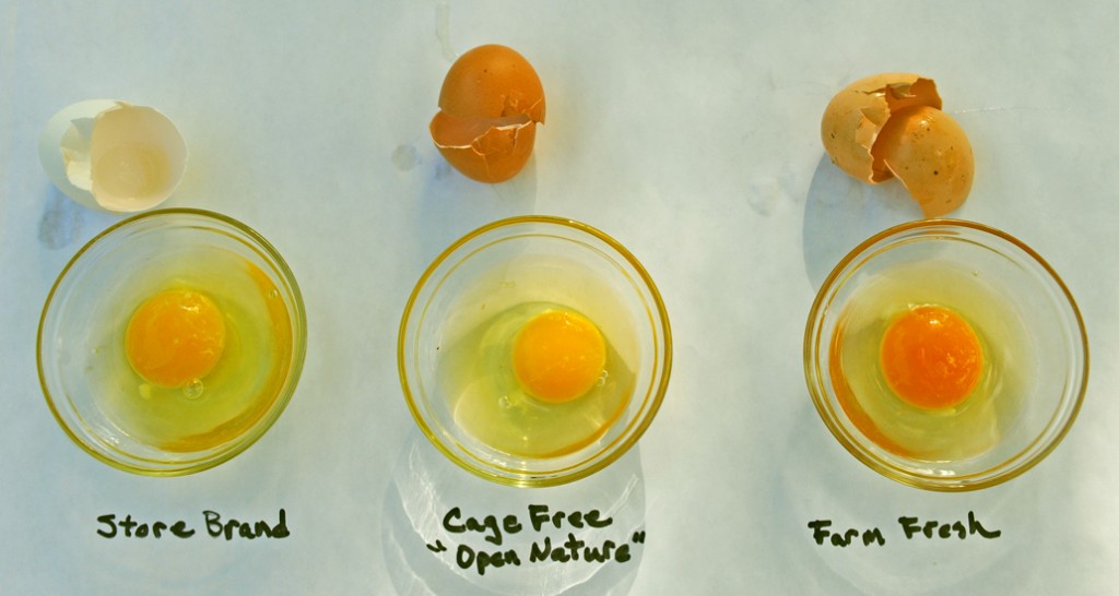Egg Test