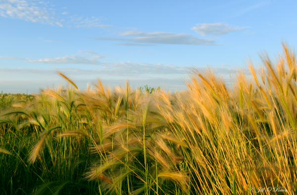 Foxtail Barley Grass ws