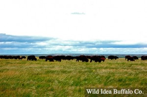 Grass-fed 