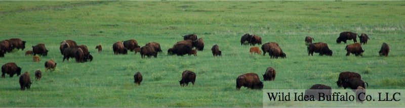 Buffalo In Field