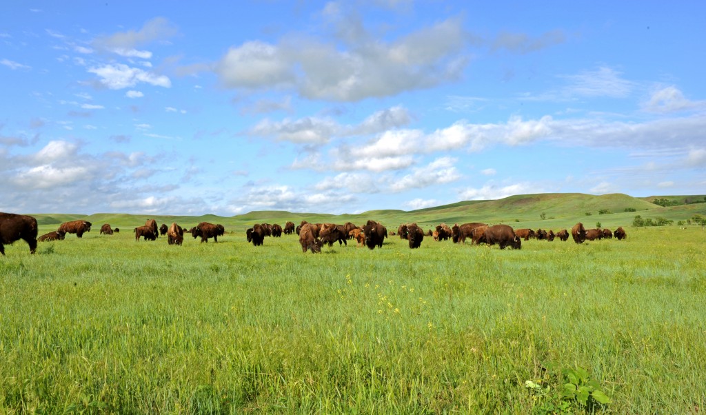 Buffalo on Prairie