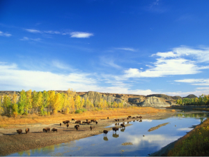 Buffalo at River