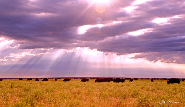 Morning Sunrays on Buffalo ws