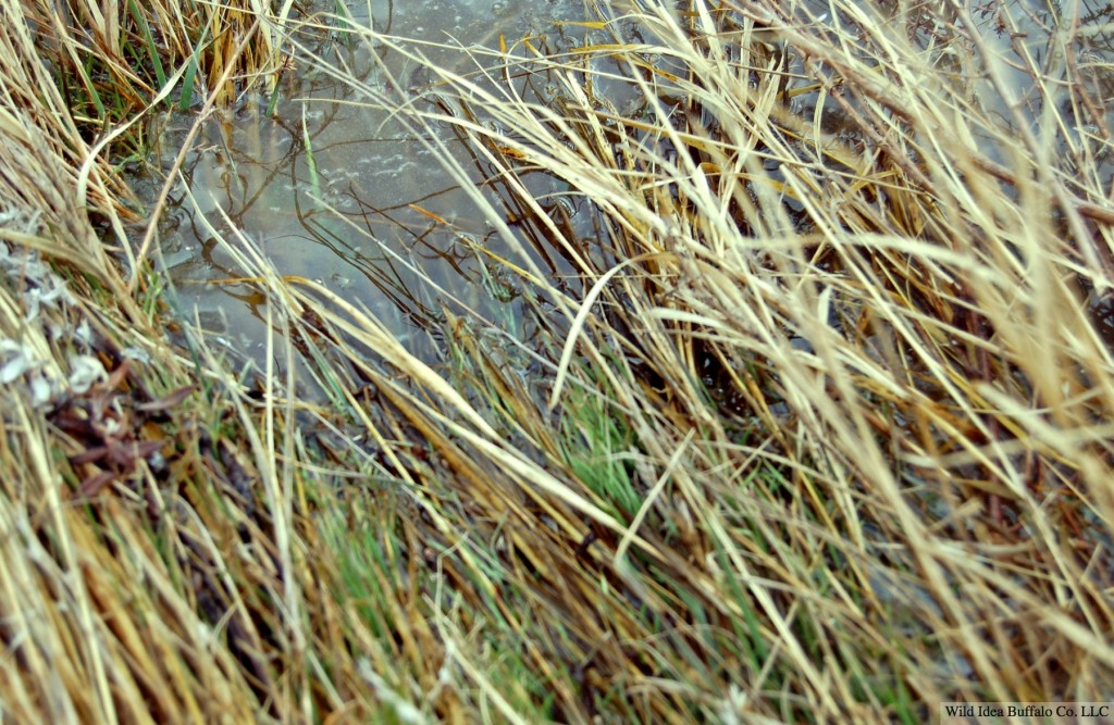 Pools of grass