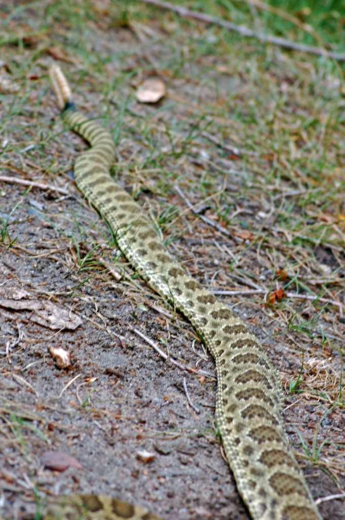 Rattlesnake tail