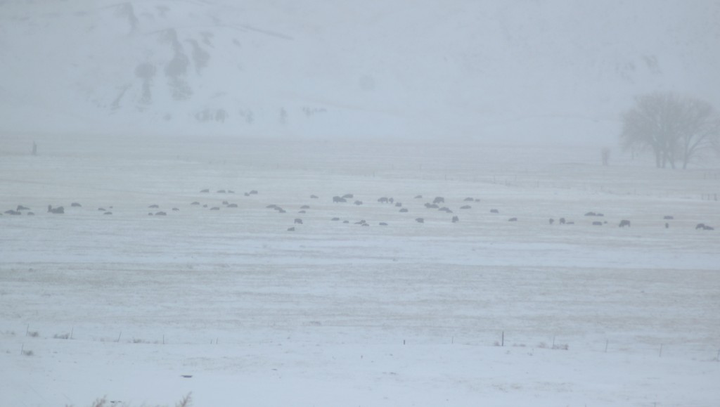Snowfall November 5 2013