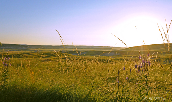 Sunlight in Grass