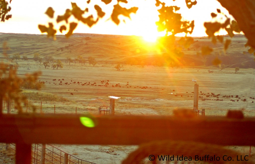 National Bison Day