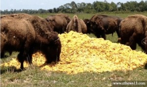 Florida Buffalo and Oranges