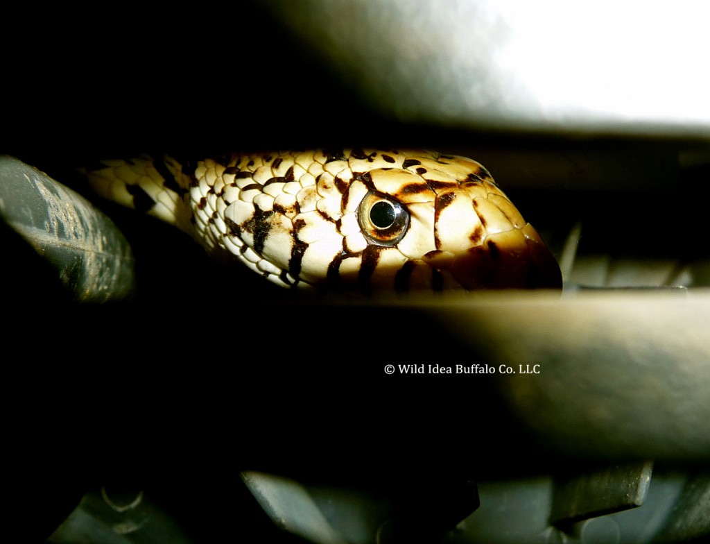 Rattlesnake