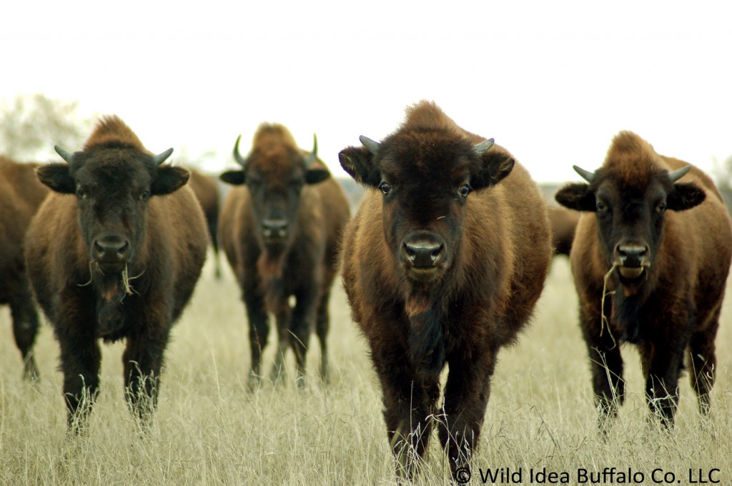 Buffalo Bears