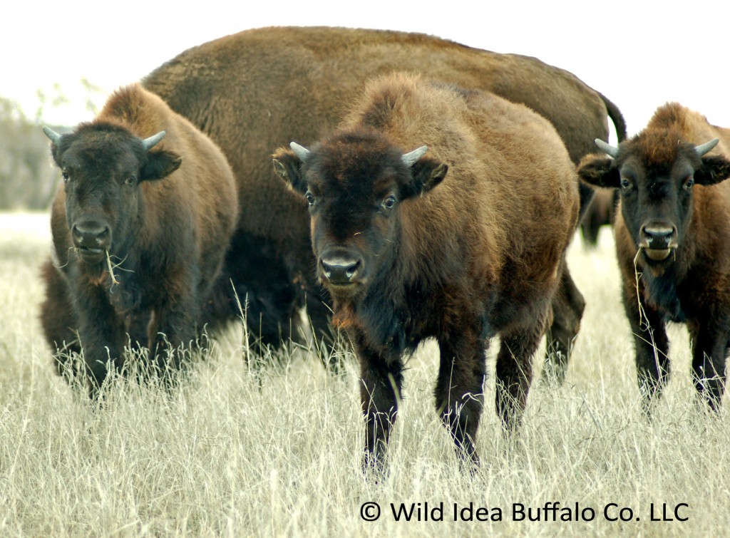 Summer Buffalo Calves
