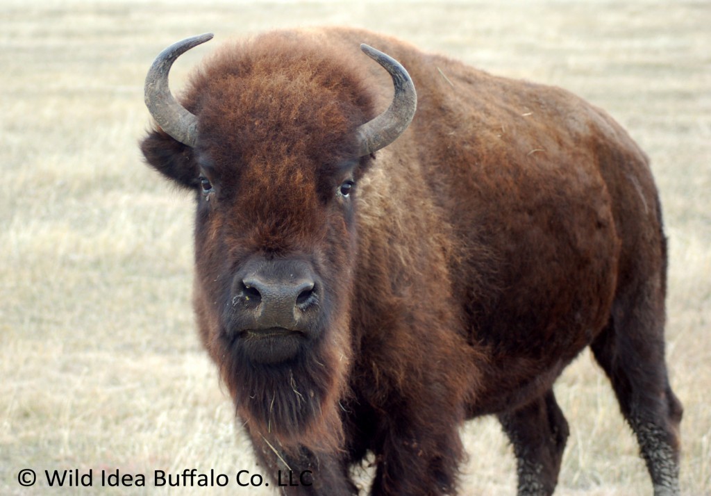 Buffalo Cow