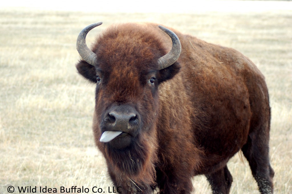 Buffalo Cow Blowing a Kiss